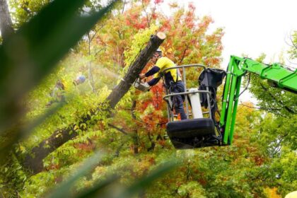 comprehensive-tree-services-in-canberra:-a-green-revolution